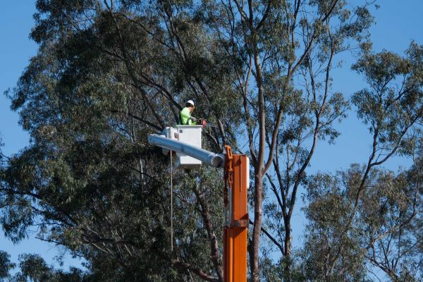 Knoxville Tree Trimming